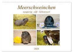 MEERSCHWEINCHEN neugierig – süß – liebenswert (Wandkalender 2024 DIN A2 quer), CALVENDO Monatskalender von Fischer,  Petra