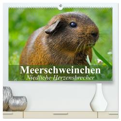 Meerschweinchen Niedliche Herzensbrecher (hochwertiger Premium Wandkalender 2024 DIN A2 quer), Kunstdruck in Hochglanz von Stanzer,  Elisabeth