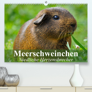 Meerschweinchen Niedliche Herzensbrecher (Premium, hochwertiger DIN A2 Wandkalender 2023, Kunstdruck in Hochglanz) von Stanzer,  Elisabeth