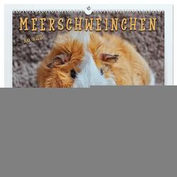 Meerschweinchen – so süß (hochwertiger Premium Wandkalender 2024 DIN A2 quer), Kunstdruck in Hochglanz von Roder,  Peter