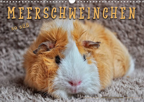 Meerschweinchen – so süß (Wandkalender 2022 DIN A3 quer) von Roder,  Peter