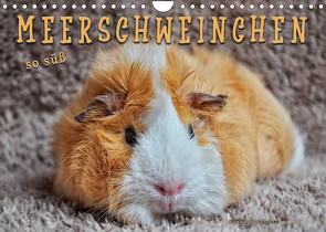 Meerschweinchen – so süß (Wandkalender 2023 DIN A4 quer) von Roder,  Peter