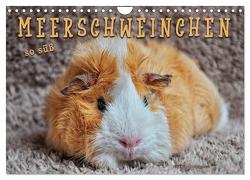 Meerschweinchen – so süß (Wandkalender 2024 DIN A4 quer), CALVENDO Monatskalender von Roder,  Peter