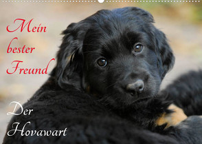 Mein bester Freund – Der Hovawart (Wandkalender 2023 DIN A2 quer) von Starick,  Sigrid