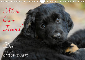 Mein bester Freund – Der Hovawart (Wandkalender 2023 DIN A4 quer) von Starick,  Sigrid