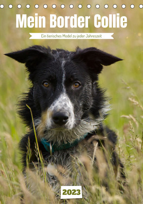 Mein Border Collie (Tischkalender 2023 DIN A5 hoch) von Löwer,  Sabine