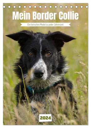 Mein Border Collie (Tischkalender 2024 DIN A5 hoch), CALVENDO Monatskalender von Löwer,  Sabine