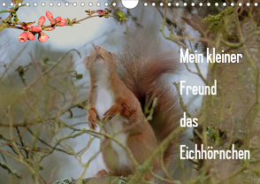 Mein kleiner Freund das Eichhörnchen (Wandkalender 2021 DIN A4 quer) von Rufotos