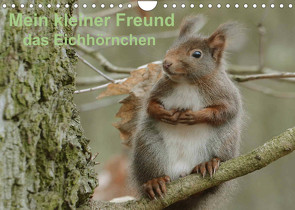 Mein kleiner Freund das Eichhörnchen (Wandkalender 2022 DIN A4 quer) von Rufotos