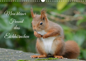 Mein kleiner Freund das Eichhörnchen (Wandkalender 2024 DIN A3 quer) von Rufotos