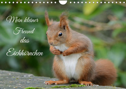 Mein kleiner Freund das Eichhörnchen (Wandkalender 2024 DIN A4 quer) von Rufotos