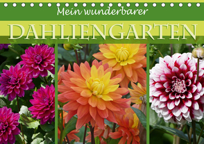 Mein wunderbarer Dahliengarten (Tischkalender 2021 DIN A5 quer) von B-B Müller,  Christine