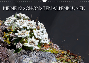 Meine 12 schönsten AlpenblumenAT-Version (Wandkalender 2021 DIN A3 quer) von Kramer,  Christa