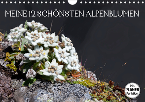 Meine 12 schönsten AlpenblumenAT-Version (Wandkalender 2021 DIN A4 quer) von Kramer,  Christa