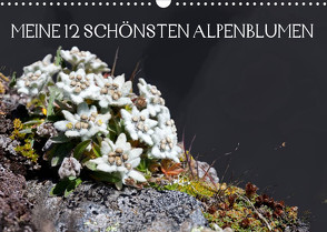 Meine 12 schönsten AlpenblumenAT-Version (Wandkalender 2022 DIN A3 quer) von Kramer,  Christa