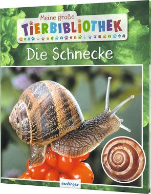 Meine große Tierbibliothek: Die Schnecke von Brauner,  Anne, Starosta,  Paul