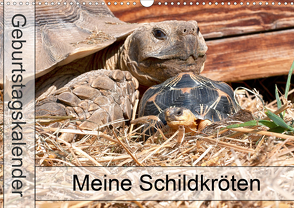 Meine Schildkröten – Geburtstagskalender (Wandkalender 2021 DIN A3 quer) von Sixt,  Marion