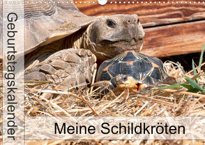 Meine Schildkröten – Geburtstagskalender (Wandkalender 2022 DIN A3 quer) von Sixt,  Marion