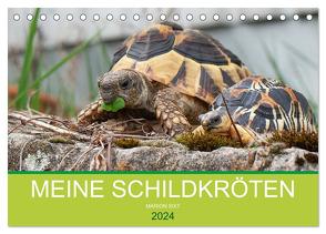 Meine Schildkröten (Tischkalender 2024 DIN A5 quer), CALVENDO Monatskalender von Sixt,  Marion