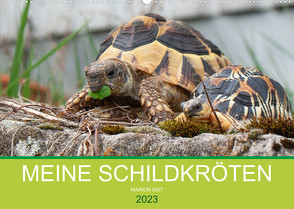 Meine Schildkröten (Wandkalender 2023 DIN A2 quer) von Sixt,  Marion