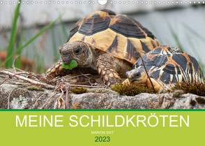 Meine Schildkröten (Wandkalender 2023 DIN A3 quer) von Sixt,  Marion