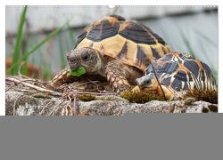 Meine Schildkröten (Wandkalender 2024 DIN A2 quer), CALVENDO Monatskalender von Sixt,  Marion