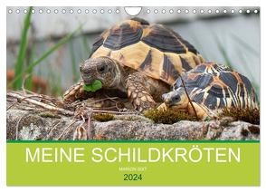 Meine Schildkröten (Wandkalender 2024 DIN A4 quer), CALVENDO Monatskalender von Sixt,  Marion