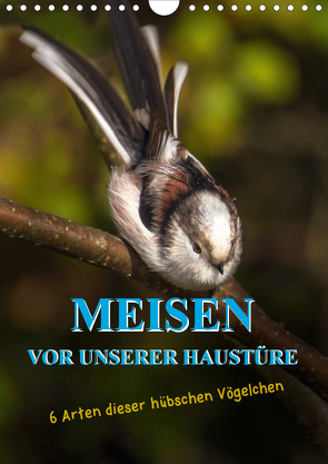Meisen vor unserer Haustüre (Wandkalender 2021 DIN A4 hoch) von Herbolzheimer,  Carl-Peter