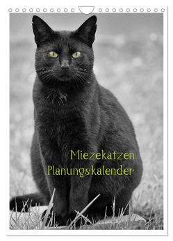 Miezekatzen Planungskalender (Wandkalender 2024 DIN A4 hoch), CALVENDO Monatskalender von Zitzler,  Hans