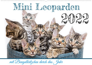 Mini Leoparden – mit Bengalkätzchen durch das Jahr (Wandkalender 2022 DIN A2 quer) von - Sylke Enderlein,  Bethari