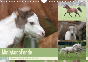 Miniaturpferde – American Miniature Horse (Wandkalender 2019 DIN A4 quer) von Mielewczyk,  Barbara