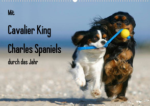 Mit Cavalier King Charles Spaniels durch das Jahr (Wandkalender 2023 DIN A2 quer) von Wegner,  Petra