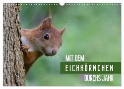 Mit dem Eichhörnchen durchs Jahr (Wandkalender 2024 DIN A3 quer), CALVENDO Monatskalender von Brackhan,  Margret