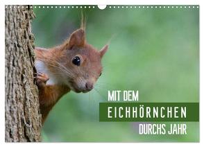 Mit dem Eichhörnchen durchs Jahr (Wandkalender 2024 DIN A3 quer), CALVENDO Monatskalender von Brackhan,  Margret