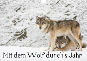 Mit dem Wolf durch’s Jahr (Wandkalender 2021 DIN A4 quer) von Martin,  Wilfried