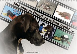 Mit einem Hund zu leben heißt … (Wandkalender 2019 DIN A3 quer) von Ströhlein,  Christine