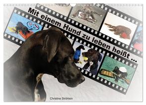 Mit einem Hund zu leben heißt … (Wandkalender 2024 DIN A3 quer), CALVENDO Monatskalender von Ströhlein,  Christine