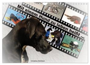 Mit einem Hund zu leben heißt … (Wandkalender 2024 DIN A4 quer), CALVENDO Monatskalender von Ströhlein,  Christine