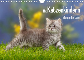 Mit Katzenkindern durch das Jahr (Wandkalender 2023 DIN A4 quer) von Wegner,  Petra
