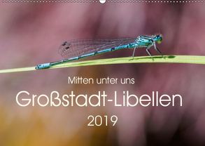 Mitten unter uns – Großstadt-Libellen (Wandkalender 2019 DIN A2 quer) von Wibke Hildebrandt,  Anne