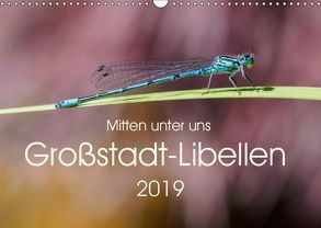 Mitten unter uns – Großstadt-Libellen (Wandkalender 2019 DIN A3 quer) von Wibke Hildebrandt,  Anne