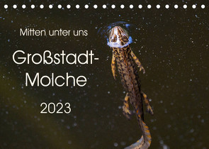 Mitten unter uns – Großstadt-Molche (Tischkalender 2023 DIN A5 quer) von Wibke Hildebrandt,  Anne