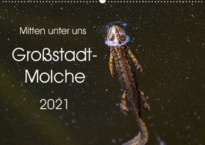 Mitten unter uns – Großstadt-Molche (Wandkalender 2021 DIN A2 quer) von Wibke Hildebrandt,  Anne