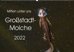 Mitten unter uns – Großstadt-Molche (Wandkalender 2022 DIN A2 quer) von Wibke Hildebrandt,  Anne