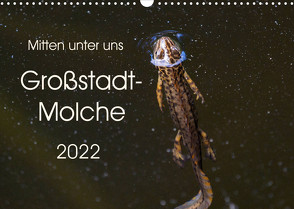 Mitten unter uns – Großstadt-Molche (Wandkalender 2022 DIN A3 quer) von Wibke Hildebrandt,  Anne