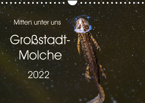 Mitten unter uns – Großstadt-Molche (Wandkalender 2022 DIN A4 quer) von Wibke Hildebrandt,  Anne