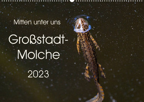 Mitten unter uns – Großstadt-Molche (Wandkalender 2023 DIN A2 quer) von Wibke Hildebrandt,  Anne