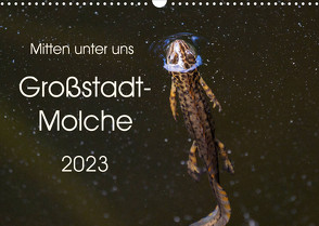 Mitten unter uns – Großstadt-Molche (Wandkalender 2023 DIN A3 quer) von Wibke Hildebrandt,  Anne