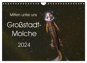 Mitten unter uns – Großstadt-Molche (Wandkalender 2024 DIN A4 quer), CALVENDO Monatskalender von Wibke Hildebrandt,  Anne