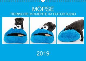 MÖPSE – tierische Momente im Fotostudio (Wandkalender 2019 DIN A3 quer) von Dodeck,  Ole